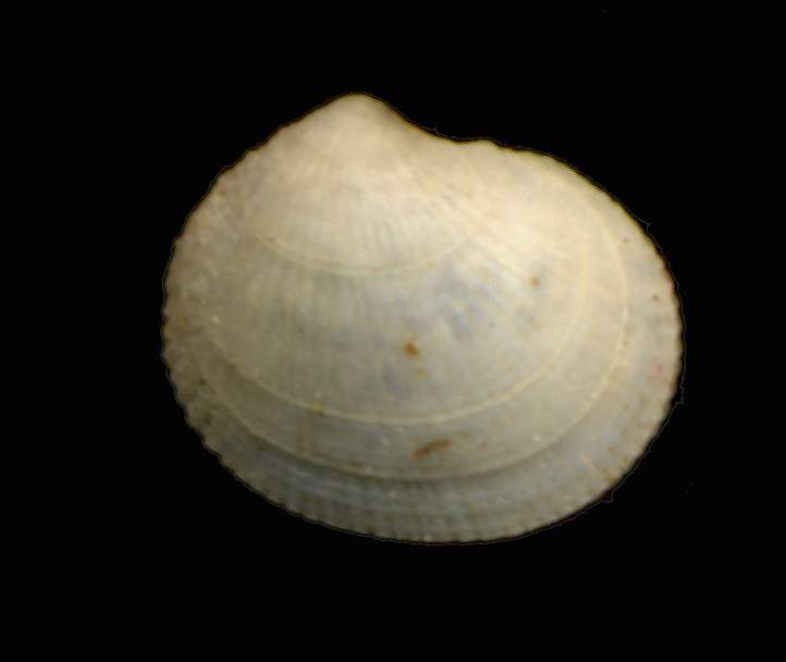 Piccolo bivalve da determinare